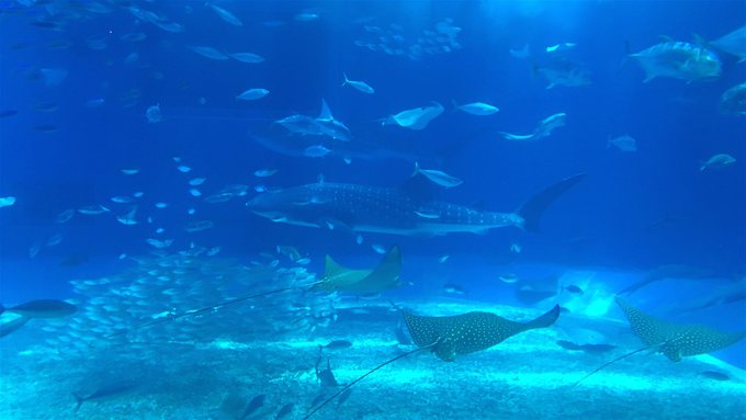 海岛购物两不误日本冲绳5天放纵2016/5/26~2016/5/30