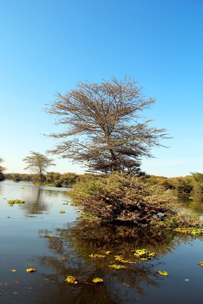 肯尼亚5天难忘的野生动物园,肯尼亚野生动物之旅