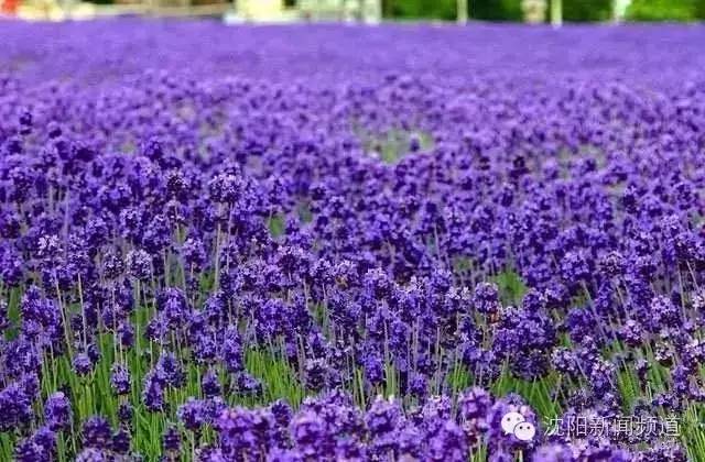 沈阳最新赏花地点,沈阳周边自驾赏花