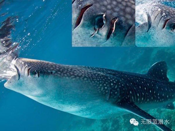 【自助婚纱】菲律宾杜马盖地地区9天8夜蜜月游-详细攻略+大量自拍婚纱照