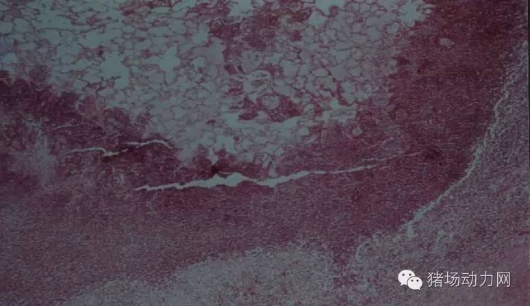 技术传染性胸膜性肺炎的猪病图谱（25张图片，值得收藏）