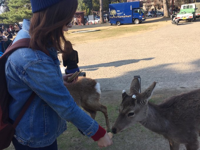 16年,关西(大阪,奈良,京都,宇治)樱花,甲子园