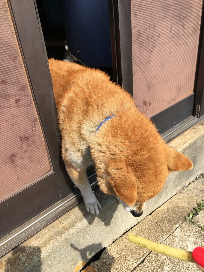 16年,关西(大阪,奈良,京都,宇治)樱花,甲子园