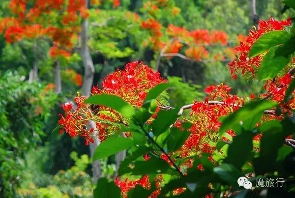 海南的海岛旅游南湾猴岛,推荐一个好地方南湾猴岛