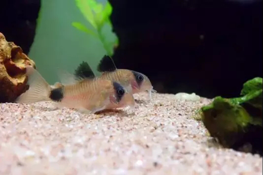 鱼缸清洁利器用什么鱼,实用鱼缸清洗工具大全图解