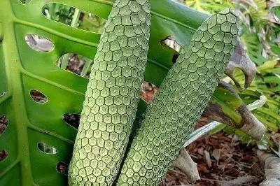 十大不敢吃的奇葩水果,史上最奇葩的六种水果