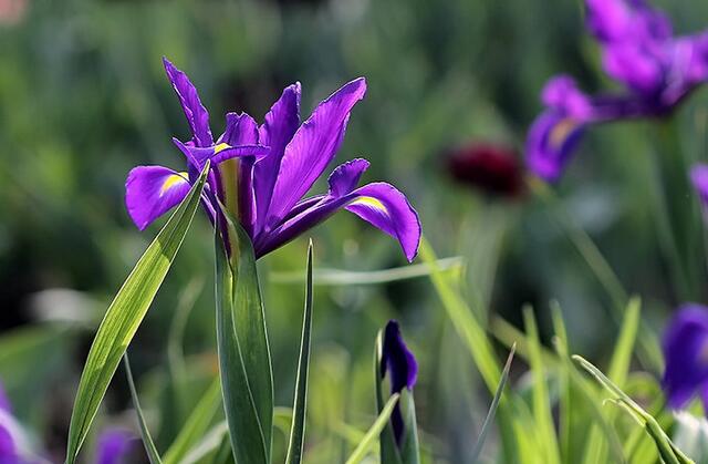 13种寓意最好的花,盆栽开紫色花的花卉有哪些