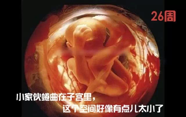 造人计划之前必须要做的几件事,造人是个很辛苦的事情