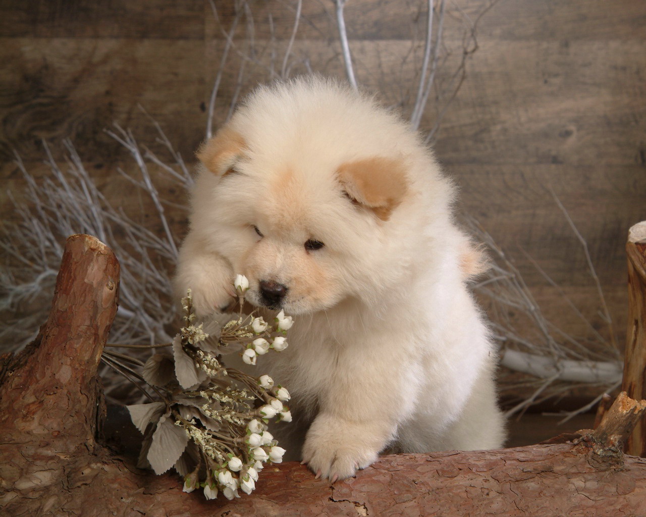 松狮霸气,松狮犬霸气视频