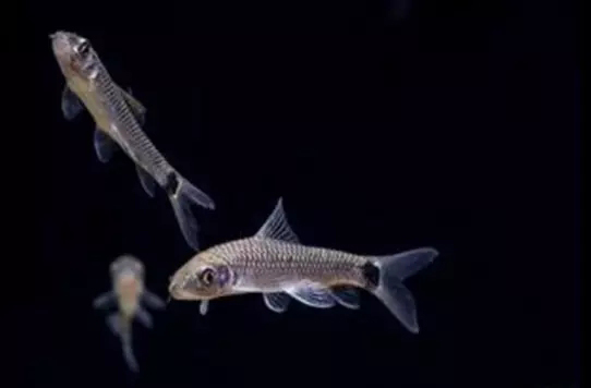 鱼缸清洁利器用什么鱼,实用鱼缸清洗工具大全图解