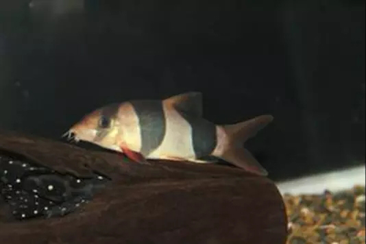 鱼缸清洁利器用什么鱼,实用鱼缸清洗工具大全图解