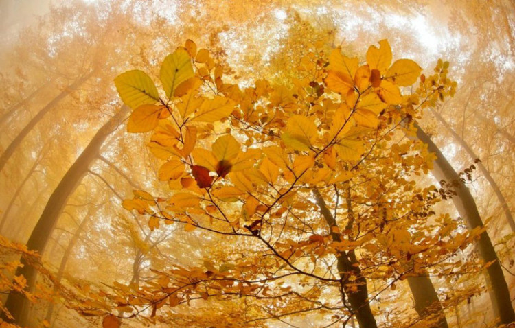 人死后托梦是怎么回事,人去世后托梦是真的吗