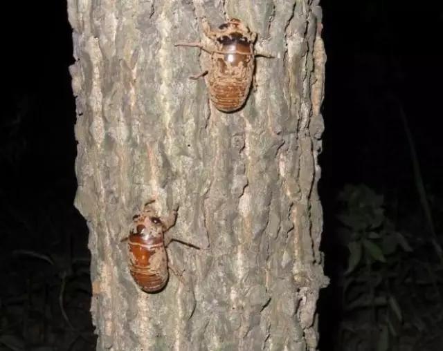 濮阳摸爬叉的地方,濮阳老城摸爬叉的地方