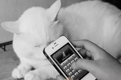 关于猫咪的9个app,喵星人铲屎官必备