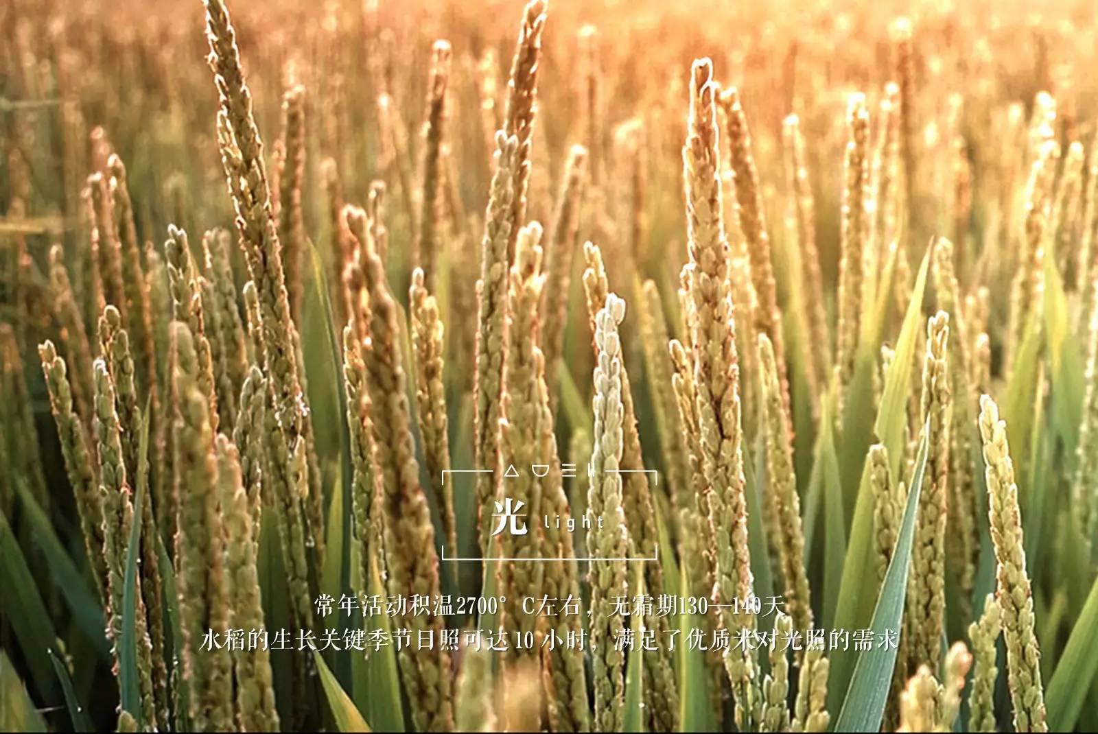 脚气病人的福音,脚气病患者的福音