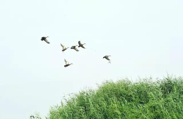 中国古典诗歌中的植物意象,飞鸟意象的诗歌
