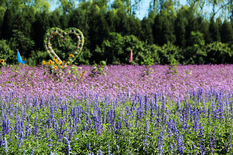 北京东方普罗旺斯薰衣草庄园,国外普罗旺斯薰衣草庄园夕阳