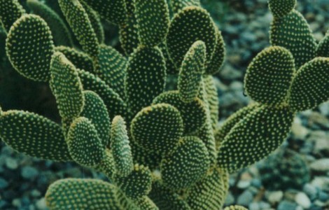 多肉植物怎么种才好看,如何种多肉植物才好看