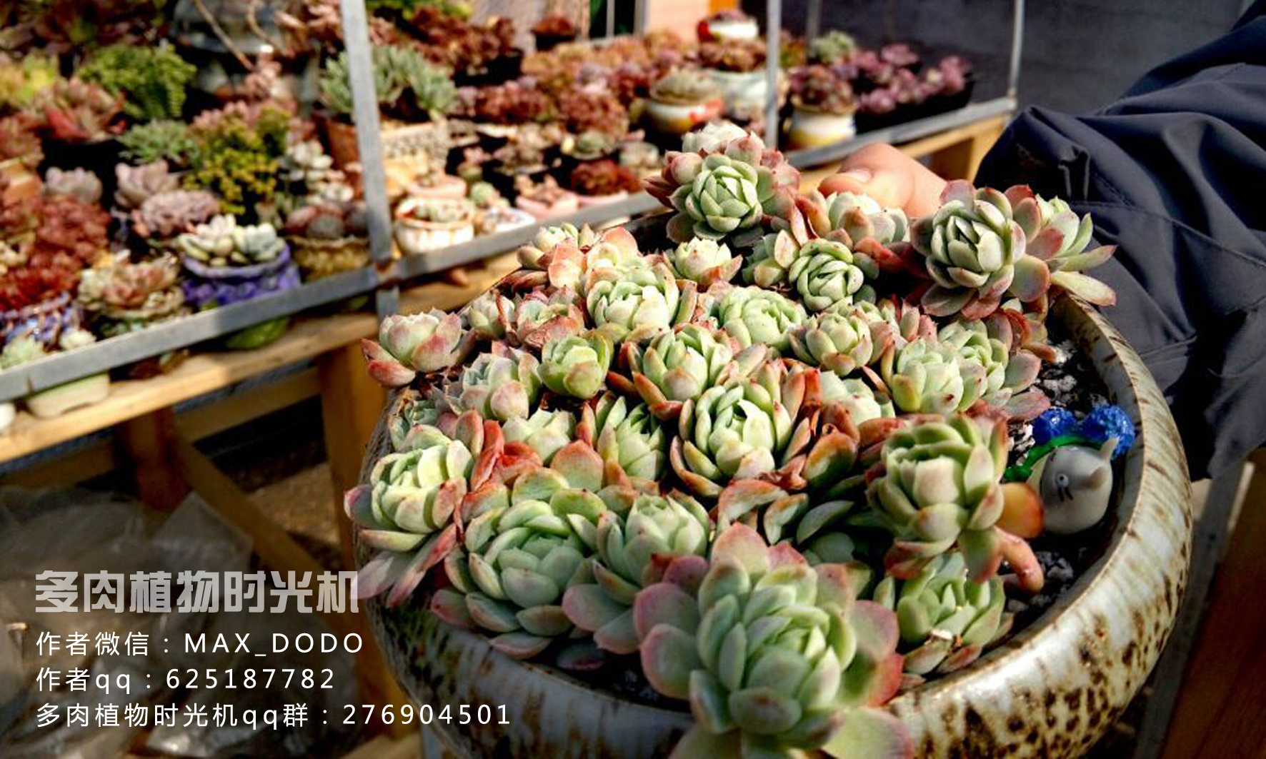 云南多肉植物生石花,南非多肉盆栽生石花