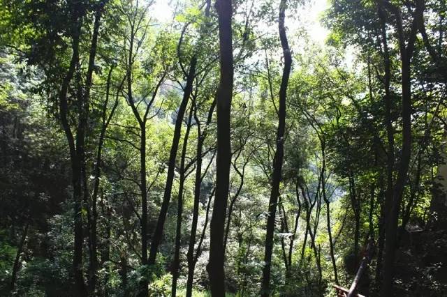 重庆茶室最出名的茶馆,重庆喝茶打麻将的地方都有哪些