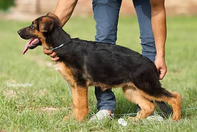 干将犬舍：魔力兹后代and皮诺后代