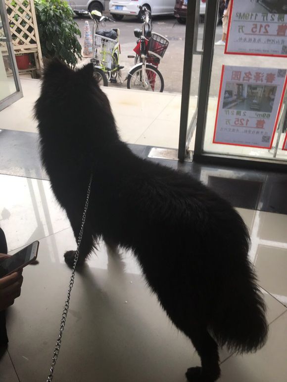 萨摩耶黑的,黑白色的萨摩耶长大后的样子