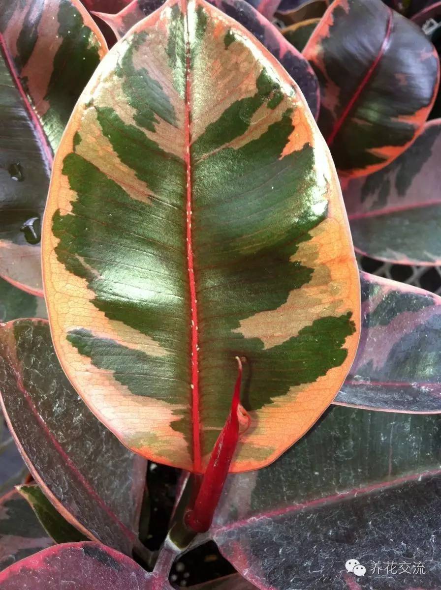 家庭的所有榕树盆栽,家庭养的榕树有什么品种