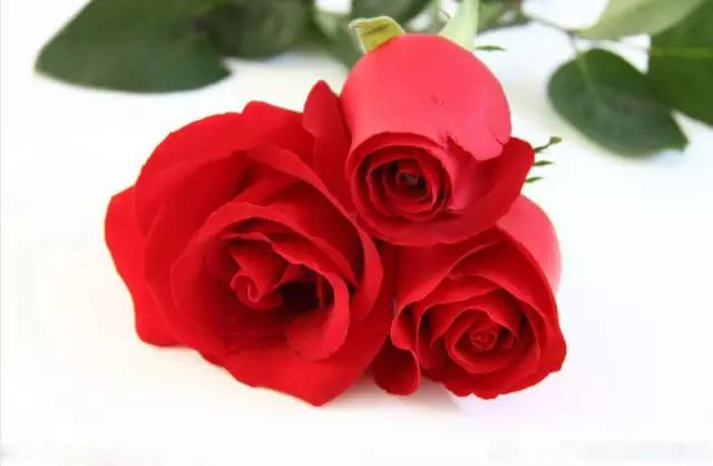 各国的国花及象征的寓意,全国各国的国花以及花语