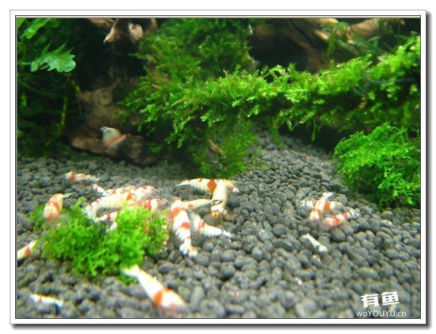 社区精华从40只水晶虾到爆缸之路，老公你好棒