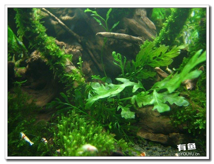 社区精华从40只水晶虾到爆缸之路，老公你好棒