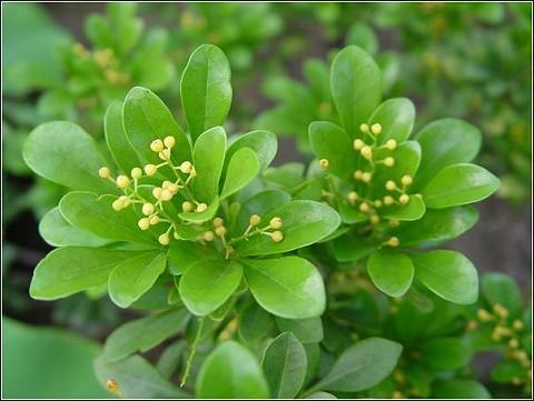 什么花属于吸毒植物,分享五款吸毒植物选盆搬回家吧