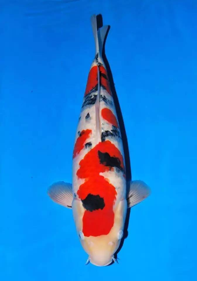 锦鲤养殖的方法与技巧,最简单的锦鲤饲养方法