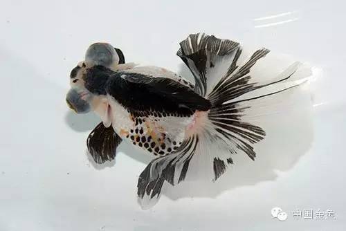 龙眼金鱼和蝶尾金鱼有什么区别,大尾金鱼品种图谱大全