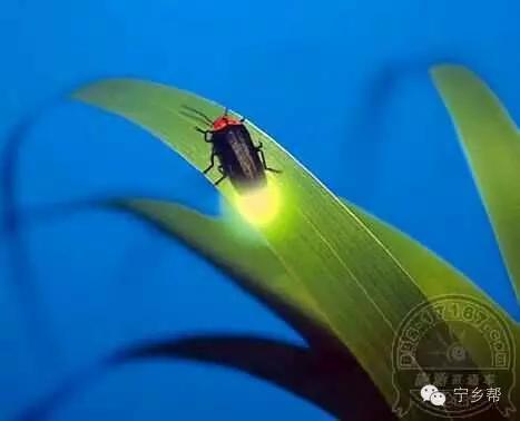 湖南乡村记实《童年杂记——虫伴》，值得一读！