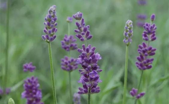 种一盆香水熏衣草,然后把它变成花糖和饼干!