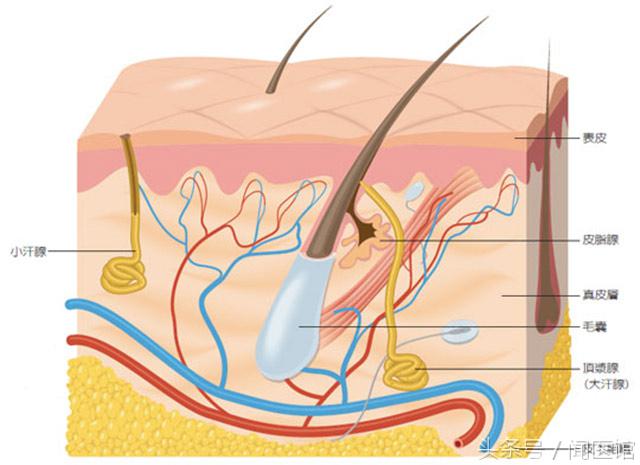 腋下有狐臭怎么办才能根除,有狐臭在尴尬的时候怎么办