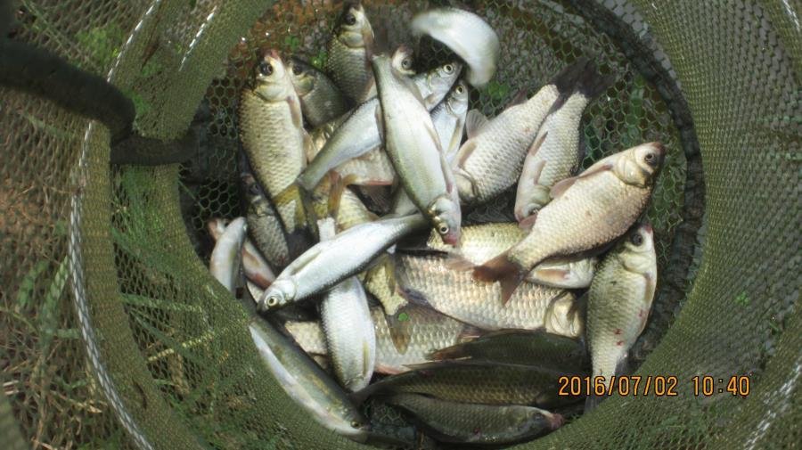 野河垂钓遇见桥洞,野河钓鱼惊喜