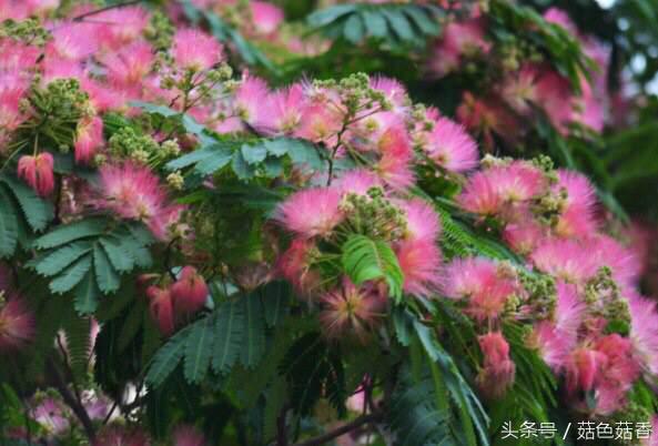 《甄嬛传》里的*欢合**花，你了解有多少？