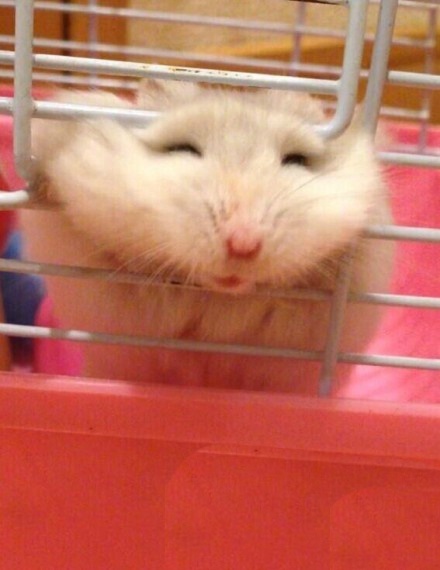 家里的仓鼠跑走了,家里的仓鼠跑出来了会躲在哪里