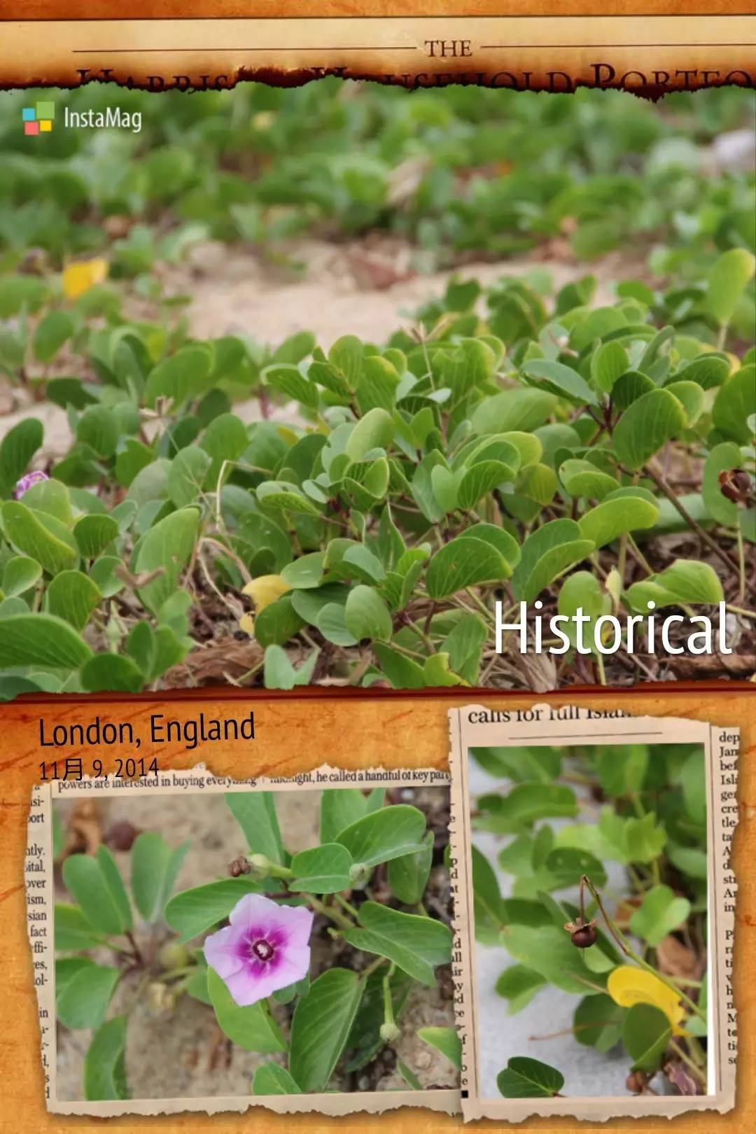 植物果实怎么分类,植物果实的分类