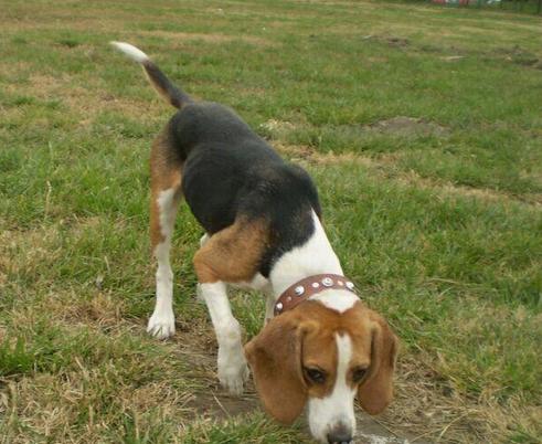 FCI的10个犬种组