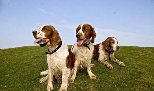 FCI的10个犬种组