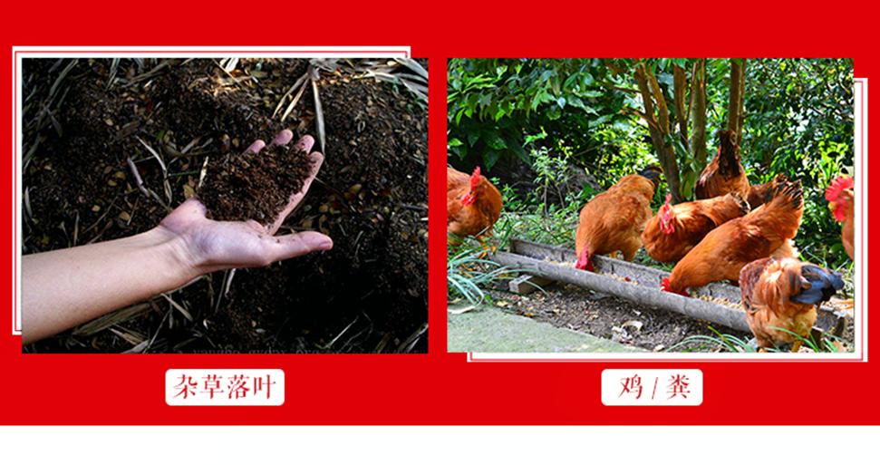 大山深处的好苹果,大山里优质苹果