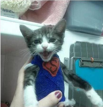 小猫咪做噩梦会出声吗,小猫咪不听话猫妈妈训它的声音