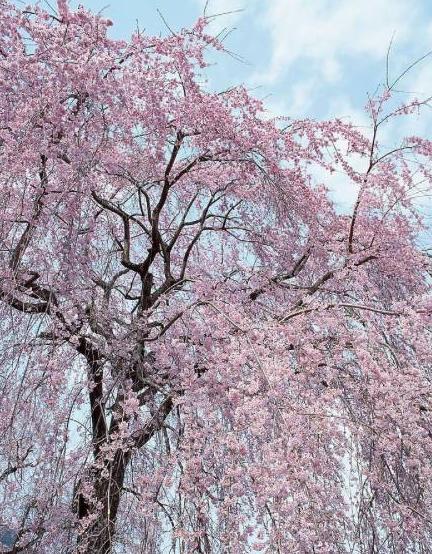天津最迷人的樱花雨，愿你在花中起舞！