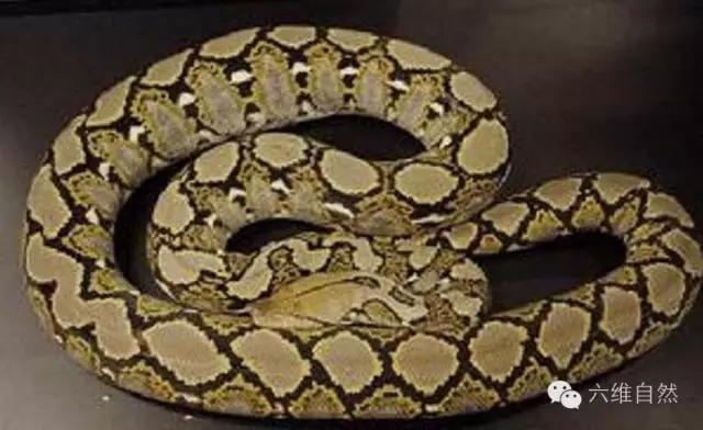 世界最长的蛇是泰坦巨蟒,世界上最长的蟒蛇