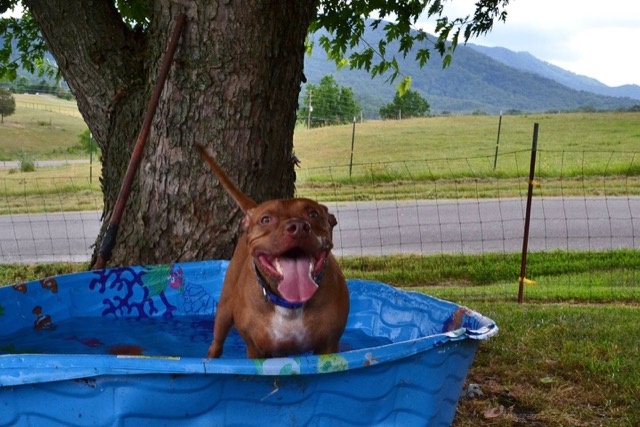 狗狗容易被忽略的病,狗狗到了夏天中暑一直喝水怎么办