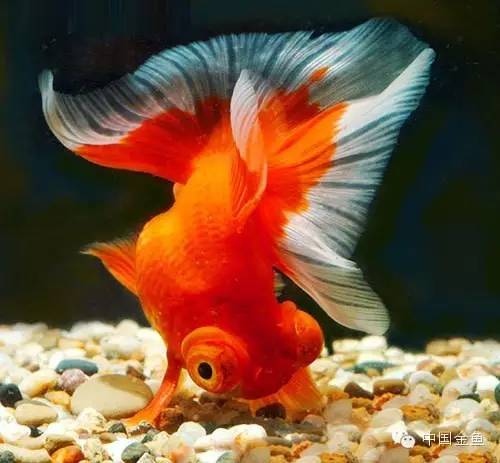 龙眼金鱼和蝶尾金鱼有什么区别,大尾金鱼品种图谱大全