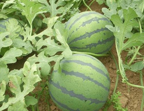 种植西瓜不甜是怎么回事,西瓜苗不发新根怎么办