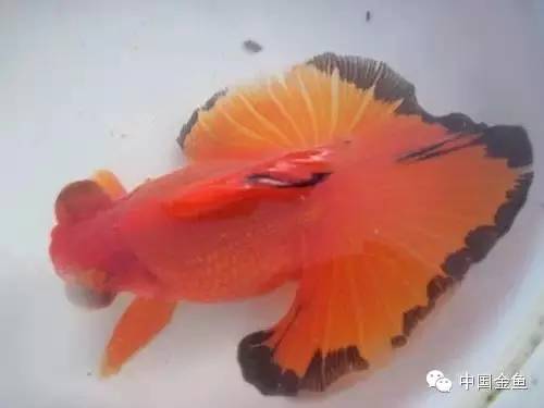 龙眼金鱼和蝶尾金鱼有什么区别,大尾金鱼品种图谱大全